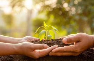 close-up hand met jonge groene boomspruit en planten in de bodem foto