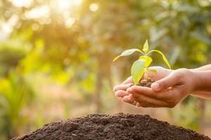 close-up hand met jonge groene boomspruit en planten in de bodem foto