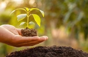 close-up hand met jonge groene boomspruit en planten in de bodem foto