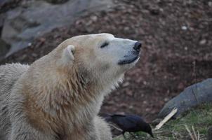 bruine beer zoogdier dier foto