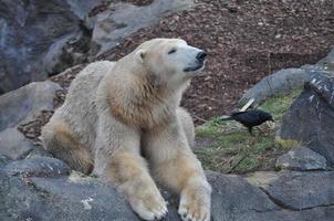 bruine beer zoogdier dier foto