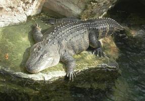 krokodil reptiel in een plas water foto