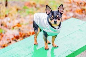 huisdier. een hond in een grijs vest staat op een groene bank. foto