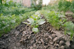 groene bladeren op tuinbedden in het groenteveld. tuinieren achtergrond met groene salade planten in de volle grond foto