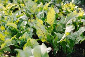 een rij jonge scheuten rode biet. agrarische bietenplantage in de ochtend. foto