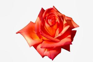 grote roze roos op witte isolaat achtergrond foto