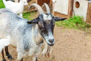 schattige chick geit ontspannen in ranch boerderij in zomerdag. binnenlandse geiten grazen in de wei en kauwen, landelijke achtergrond. geit in natuurlijke eco-boerderij die groeit om melk en kaas te geven. foto