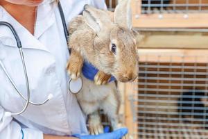 dierenarts vrouw met stethoscoop houden en onderzoeken konijn op ranch achtergrond close-up. konijntje in handen van dierenarts voor controle in natuurlijke eco-boerderij. dierenverzorging en ecologisch landbouwconcept. foto