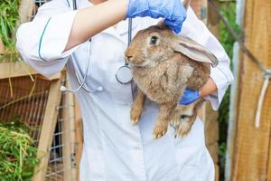 dierenarts vrouw met stethoscoop houden en onderzoeken konijn op ranch achtergrond close-up. konijntje in handen van dierenarts voor controle in natuurlijke eco-boerderij. dierenverzorging en ecologisch landbouwconcept. foto