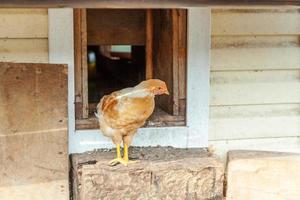 scharrelkip op biologische dierenboerderij die vrij graast in de tuin op de achtergrond van de ranch. kippen kippen grazen op natuurlijke eco-boerderij. moderne veeteelt en ecologische landbouw. dierenrechten concept. foto