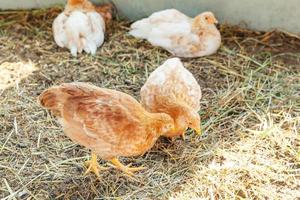 scharrelkip op biologische dierenboerderij die vrij graast in de tuin op de achtergrond van de ranch. kippen kippen grazen op natuurlijke eco-boerderij. moderne veeteelt en ecologische landbouw. dierenrechten concept. foto