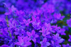 natuurlijke achtergrond van veel kleine paarse bloemen. foto