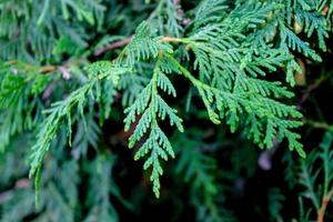 thuja takken. macro. textuur. achtergrond foto