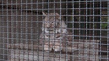 lynxen in de dierentuin. dier in gevangenschap. lynxen in een kooi. bescherming van dieren in het wild foto