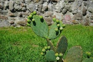 natuurlijke achtergrond met groene cactusvijgplant foto