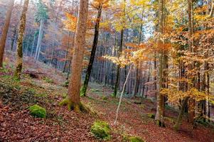 kleurrijk bos in de herfst foto