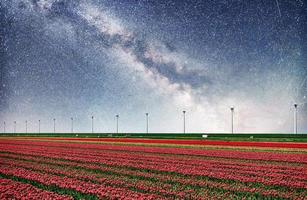 prachtig rood tulpenveld foto