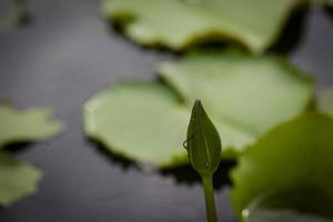 lotusbloem en libel foto