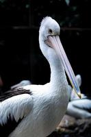 portret van volwassen Australische pelikaan foto