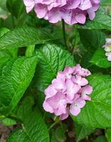 hortensia bloeit in de tuin. bloemen, tuinieren, struik. foto