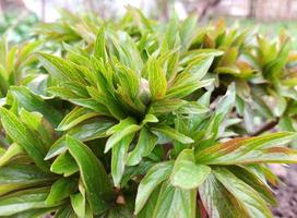 pioen groeit in de tuin in het voorjaar. kleine knoppen, planten. tuinieren. zonnige dag. groene bladeren. foto