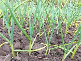 knoflook groeit in de moestuin. landbouwbedden, tuinieren, groene bladeren. foto