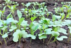 kool zaailingen groeien in een kas. moestuin plant bedden landbouwgewassen, tuinieren, kleine groene bladeren. foto