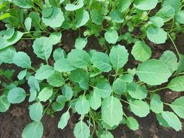 kool zaailingen groeien in een kas. moestuin plant bedden landbouwgewassen, tuinieren, kleine groene bladeren. foto