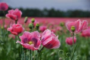 papaverveld in de zomer foto