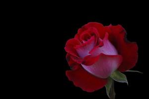 verse rode roos op zwarte achtergrond foto