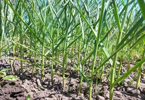 knoflook groeit in de moestuin. landbouwbedden, tuinieren, groene bladeren. foto