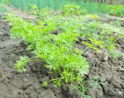 wortel groeit in het tuinbed. groene bladeren. foto