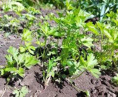 peterselie groeit in het tuinbed. groene bladeren, groen. foto