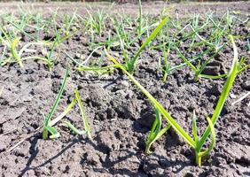 spruiten van knoflook ontsproten in het tuinbed. lente, zonnige dag, tuinieren. foto