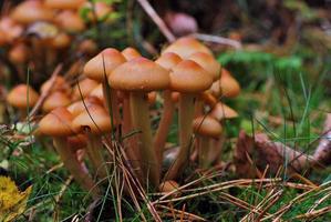 veel kleine bruine verse paddenstoelen in het mos en gras in het bos foto