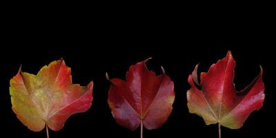 drie herfstbladeren met zwarte achtergrond foto