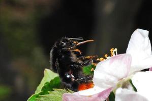 hommel in bloei foto