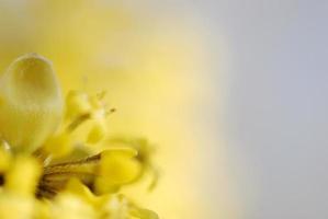 gele bloem wazig foto