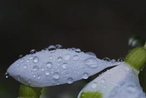 sneeuwklokje bloemdruppels foto