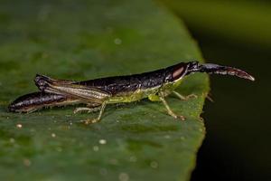 spurthroat tandenstoker sprinkhaan nimf foto