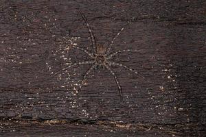 volwassen vrouwelijke trechaleid spin foto