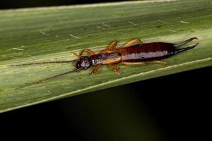 volwassen gewone oorworm foto