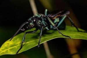 volwassen tarantula-havik wesp foto