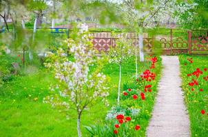 typische dorpstuin met groen grasgazon, cementpad, rode bloemen, kersenbomen bloeien foto