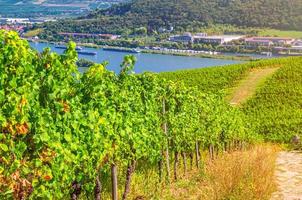 wijngaarden groene velden landschap met wijnstokken rijen op heuvels in de Rijnkloof rivier de Rijnvallei foto