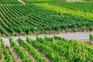 grapevine rijen in wijngaarden groene velden landschap met druiven latwerk op heuvels in de rivier de Rijnvallei foto