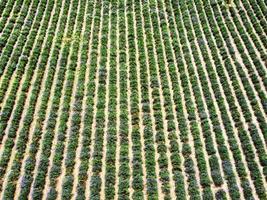 velden van lavendel in bloei in levendige paarse kleur. tijdens de bloei in juli 2021, te koop san giovanni in de piemontese langhe foto