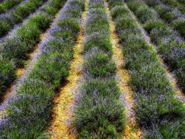 velden van lavendel in bloei in levendige paarse kleur. tijdens de bloei in juli 2021, te koop san giovanni in de piemontese langhe foto