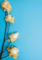 oude bloemen. gedroogde bloemen op een gekleurde achtergrond voor het ontwerp van negatieve ansichtkaarten of rond het thema van de stervende natuur foto