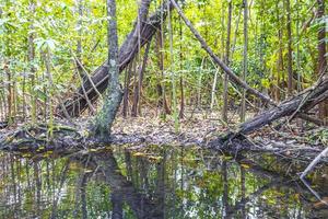 tropisch bos zeeleven in vijver sump water natuur mexico. foto